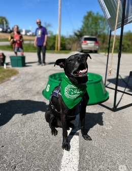 Black dog smiling with a green bandana