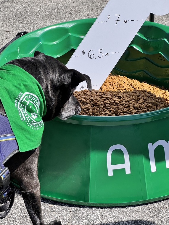 Black dog eating kibble from a large dog bowl 