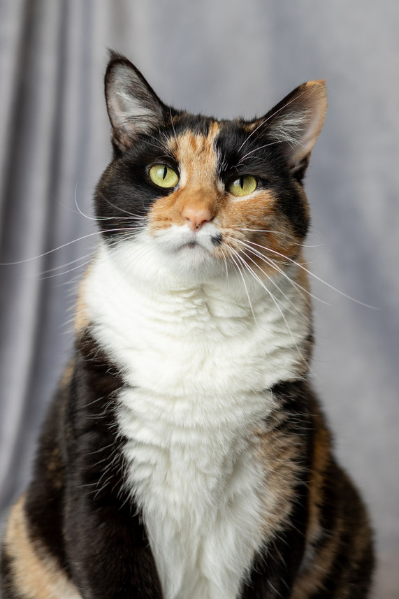 A black, white, and orange cat
