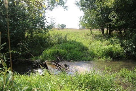 A creek running through a grassy wooded area