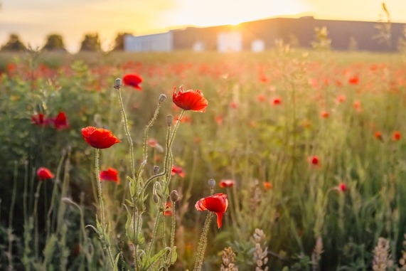 Red flowers in tall grass