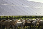 solar sheep