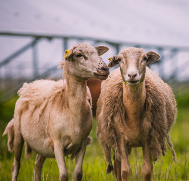 sheep