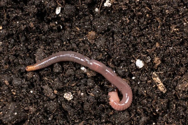 worm