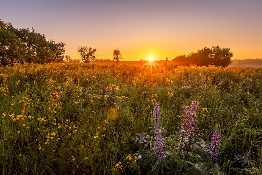 summernight