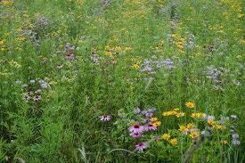 prairie