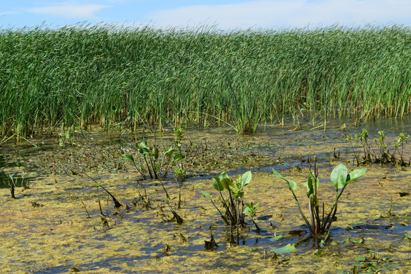 Small, seasonal wetlands  