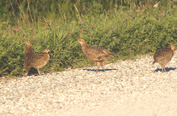 Hen pheasant and chicks along side of gravel road