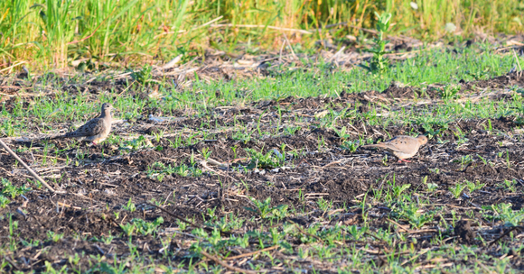 two doves in a disked field