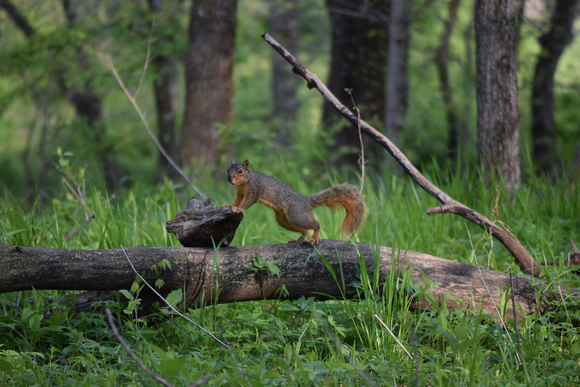 squirrel on log
