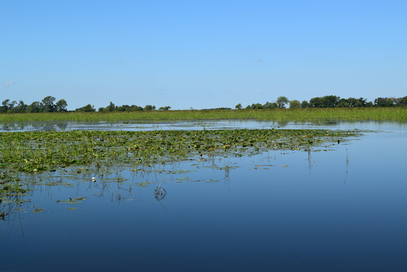 Wild rice in big wall lake