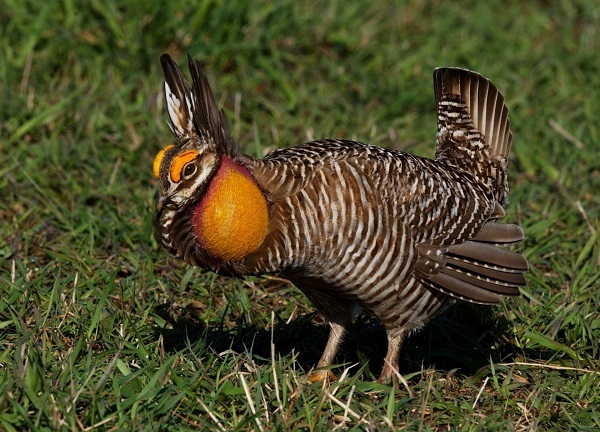 Prairie Chicken Displaying