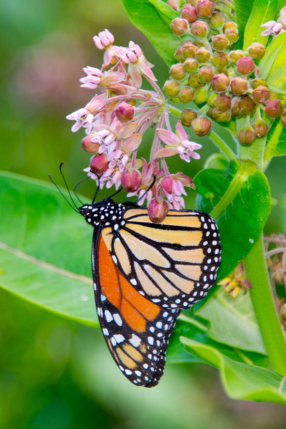 monarch butterfly