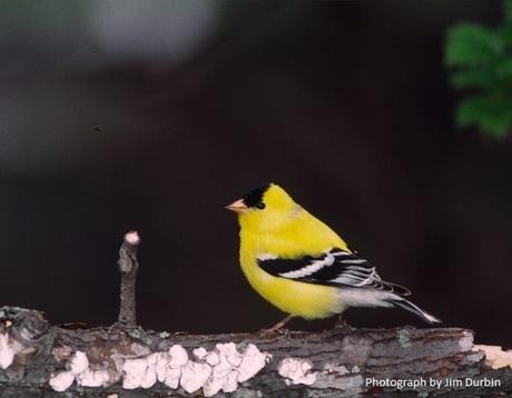 Male American Goldfinch
