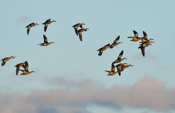 blue wing teal