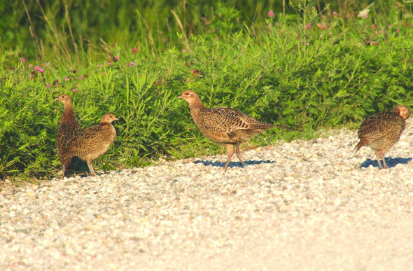 young pheasants august
