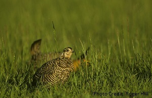 Greater Prairie Chicken