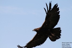 golden eagle soaring