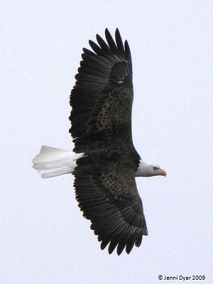 bald eagle soaring