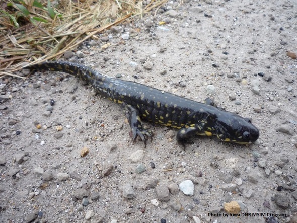 Eastern Tiger Salamander