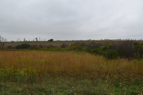 Lake Shawtee plum thicket