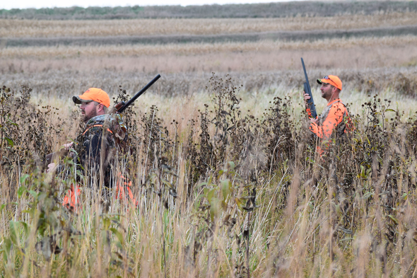 How pheasant hunting can save rural Iowa, farming and the environment
