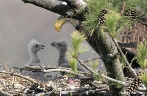 Bald Eagle tending chicks in a nest