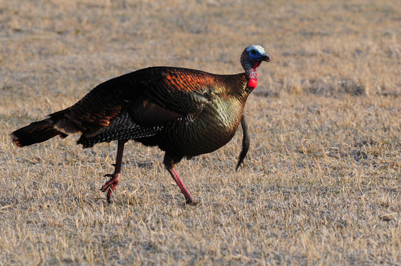male turkey