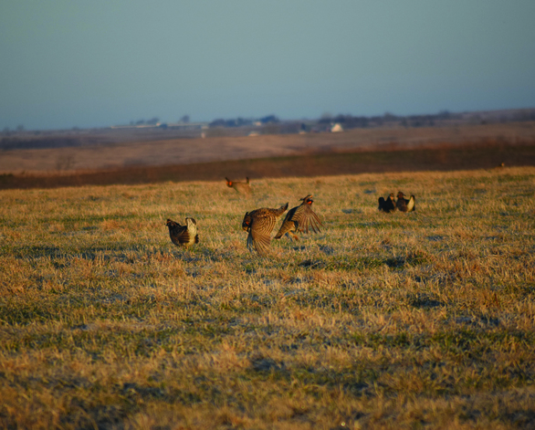 Prairie chickens at Kellerton lek