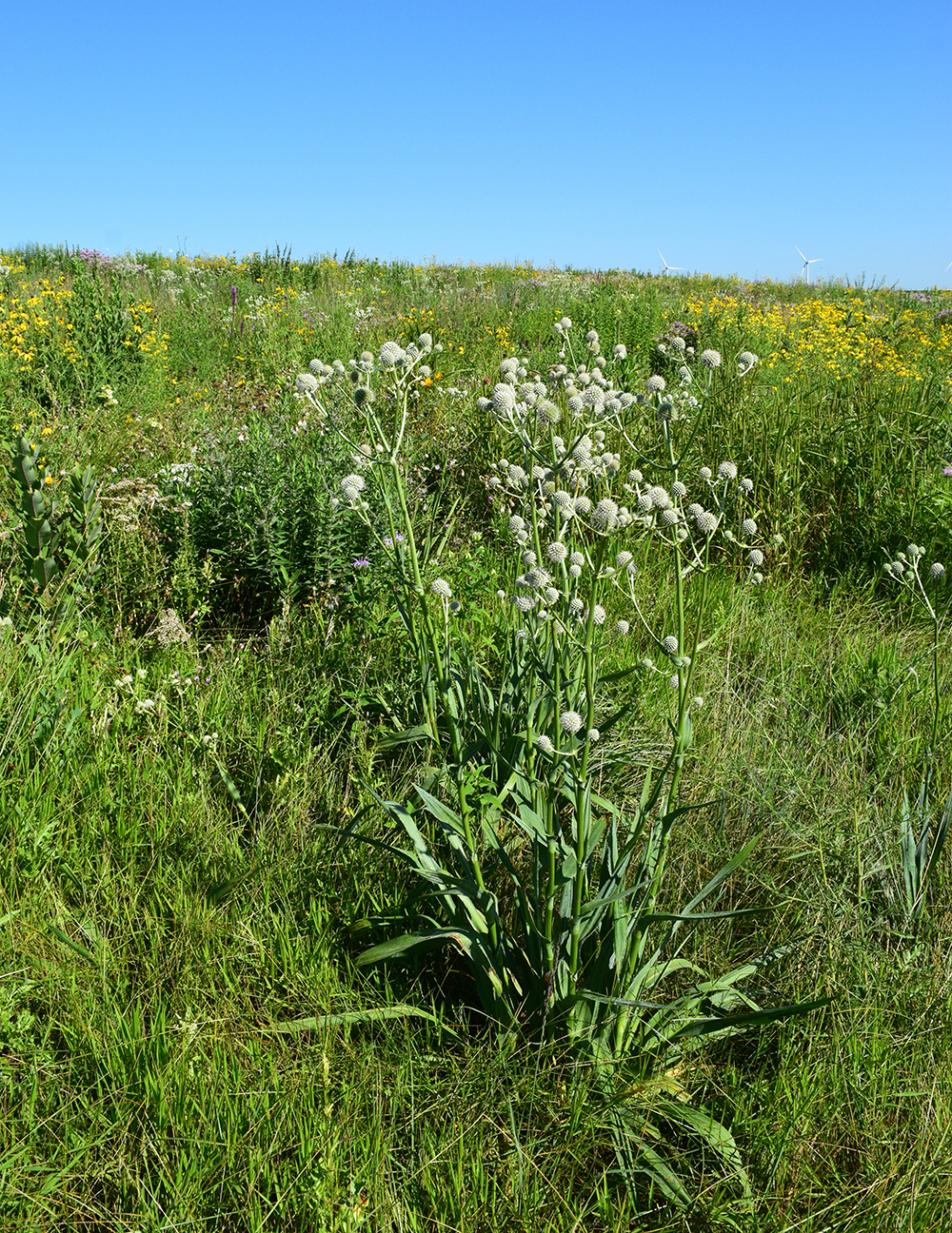 schrader wildlife area prairie