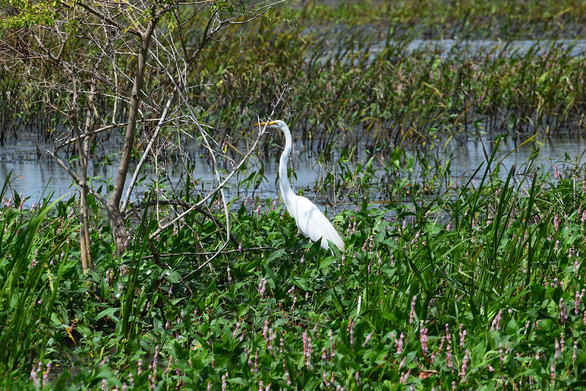 egret at green island