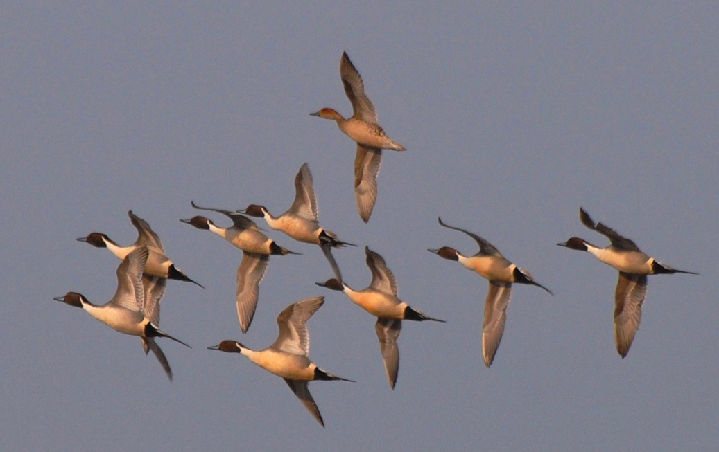 pintails