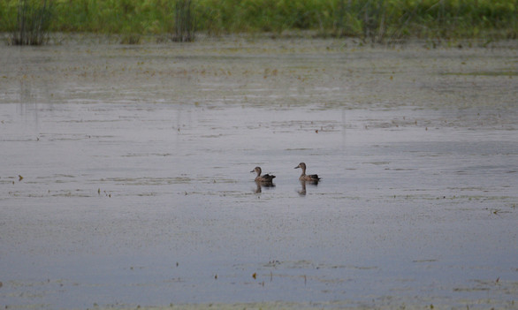 blue wing teal at otter creek