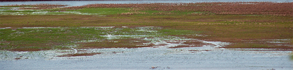 Flooded crop field in western Iowa.