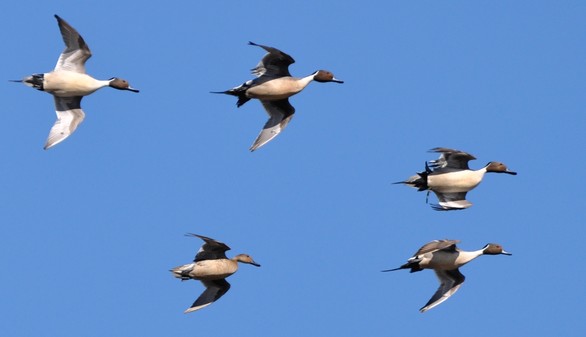 pintails