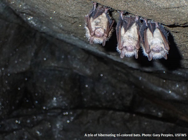 A trio of tri-colored bats during hibernation