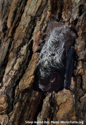 Sliver-haired Bat on tree photo by merlintuttle.org 