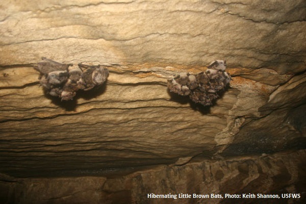 Clusters of Little Brown Bats hibernating in a cave