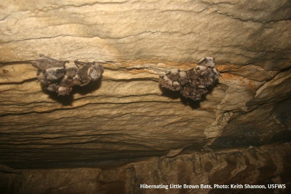 Clusters of Little Brown Bats hibernating in a cave