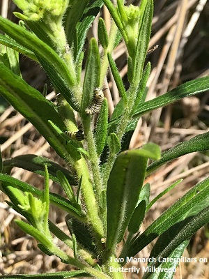 Two Monarch Caterpillars on Butterfly Milkweed
