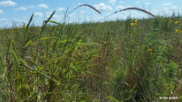 Canada Wild Rye in the Prairie