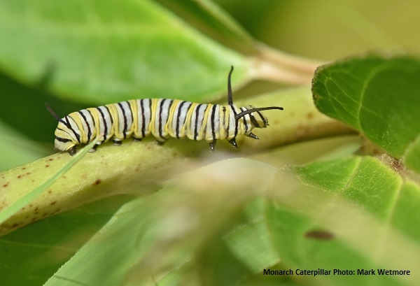 Closeup of a Monarch Caterpillar