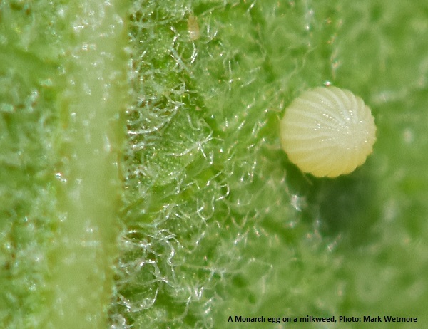 A monarch egg on a milkweed leaf