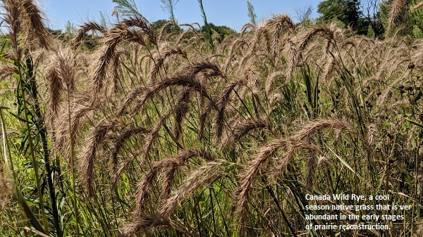 Canada Wild Rye