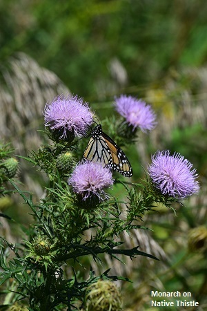 Native Thistle in bloom
