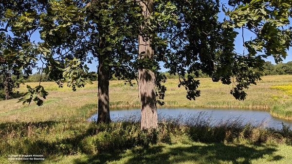 A vista of the prairie