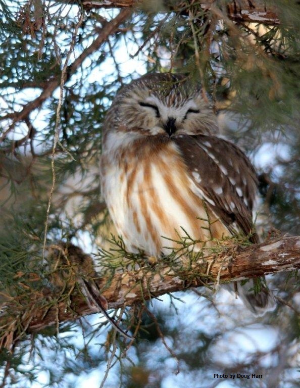 Perched Northern Saw-whet Owl