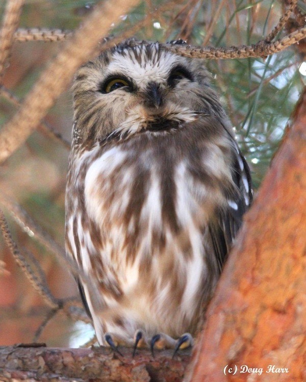 Northern Saw-whet Owl Perched