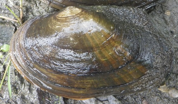 Creek heelsplitter freshwater mussel (Lasmigona compressa), a threatened species in Iowa. 