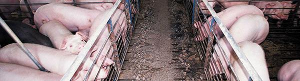 Typical hog confinement, NRCS photo